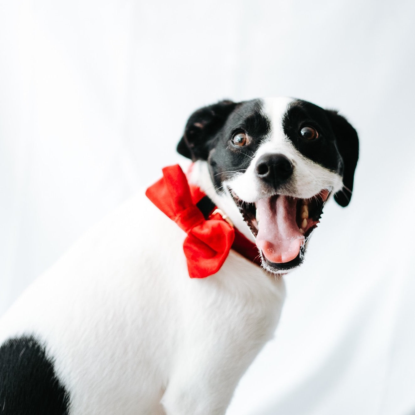 Jolly Rancher Red | Velvet Bowtie - The Doggo Design Co