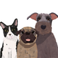 Digital | 1 Pet Portrait